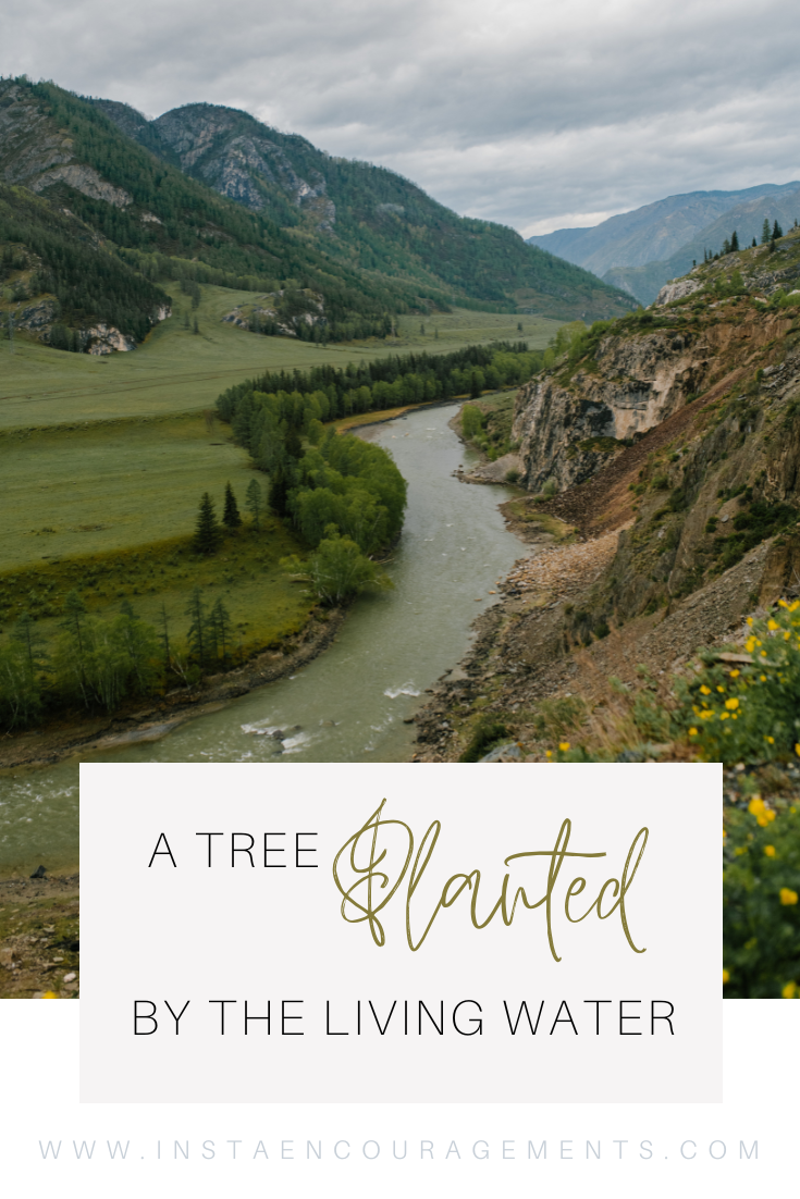 As I was reading through #God's Word using the Sweeter Than Honey #Biblereadingplan this summer, on July 29, I came across this passage in #Jeremiah. Chapters 16-18 of the book of Jeremiah talk about a tree planted by the water and how it flourishes. I don't know about you, but I love the word 